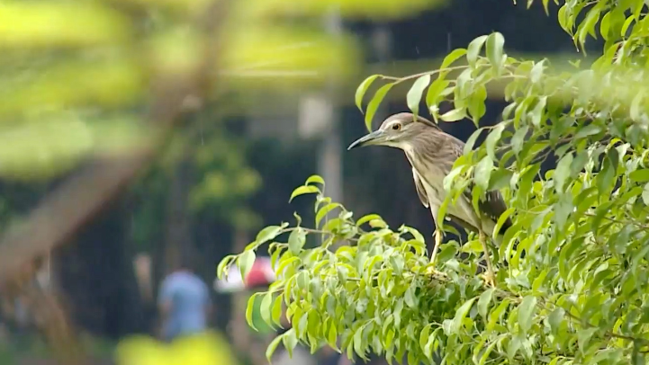 Những mảng xanh Hà Nội trở thành ‘nhà mới’ của chim trời