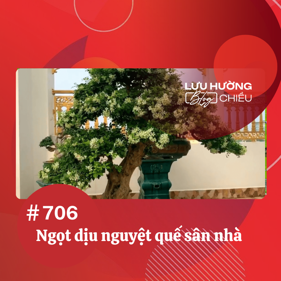 Ngọt dịu nguyệt quế sân nhà 
