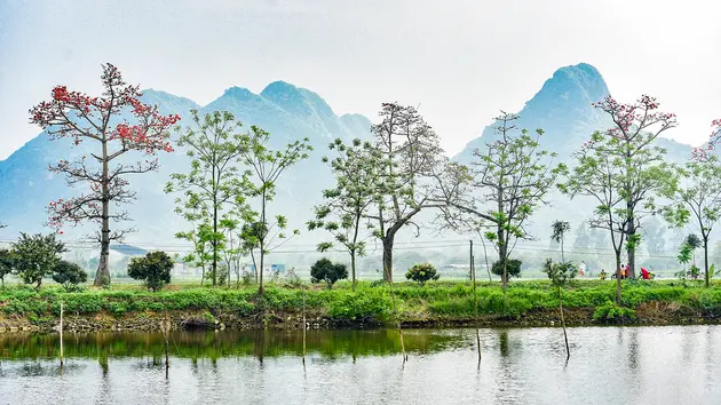 Tuyến đường ngoại thành rực đỏ hoa gạo nở