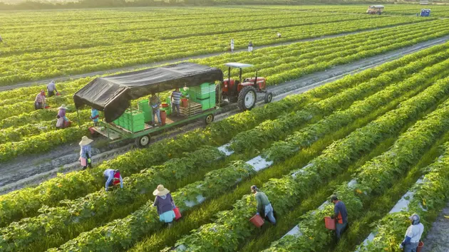 Thu hút doanh nghiệp tham gia vào chuỗi liên kết | Nông nghiệp Nông thôn | 01/05/2025