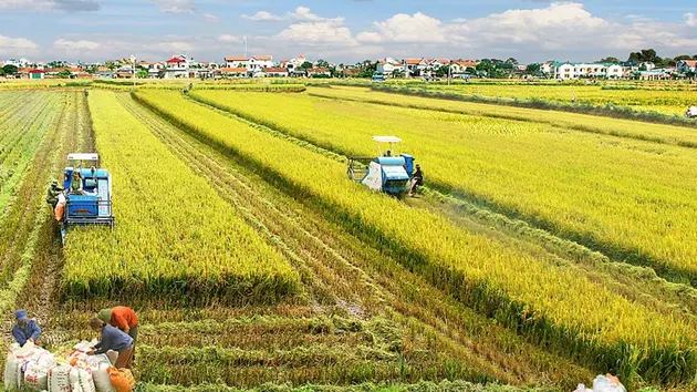 Ứng dụng tiến bộ kỹ thuật vào sản xuất lúa | Nông nghiệp Nông thôn | 03/04/2025