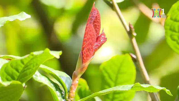 Vườn dược liệu | Nông nghiệp đô thị | 12/05/2024