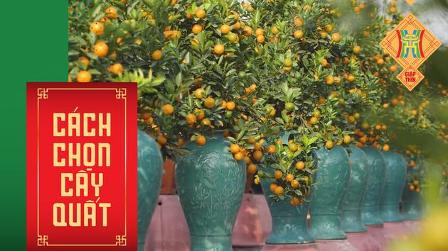 Cách chọn cây quất đẹp ngày Tết để cả năm sung túc