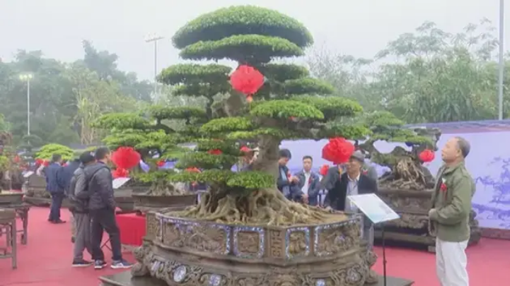 Đặc sắc cây cảnh trăm thế tại triển lãm làng Hồng Vân