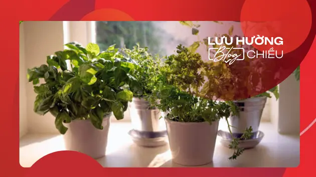 Thảo dược nơi vườn nhà
