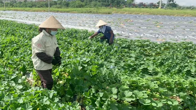 Phát triển nông nghiệp tại Kim Đức | Nông nghiệp Nông thôn | 10/04/2025