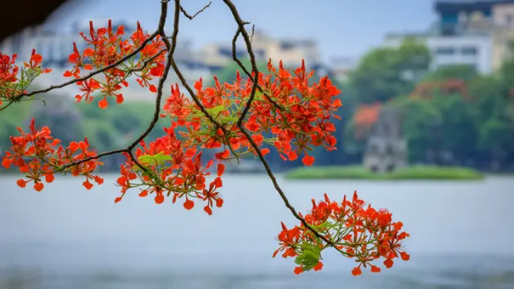 Sắc phượng rực rỡ giữa lòng Thủ đô