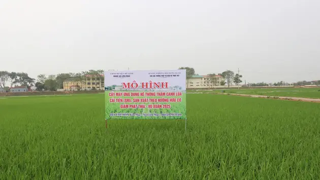Hà Nội gần 80% diện tích lúa trồng theo phương pháp SRI | Nông nghiệp Nông thôn | 06/06/2025